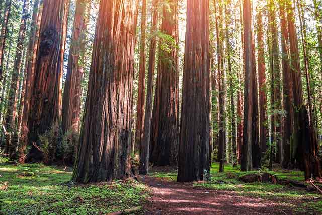 Redwood Trees